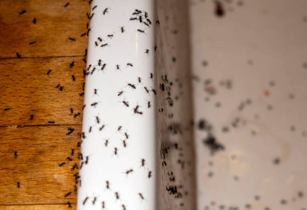 Best Termite Control Services  in Garrett, IN