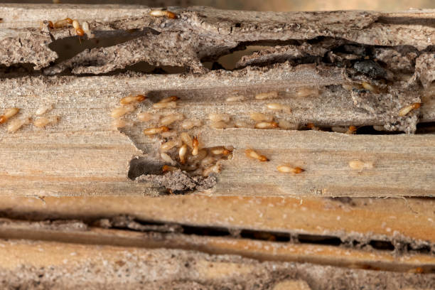 Best Insect Control  in Garrett, IN